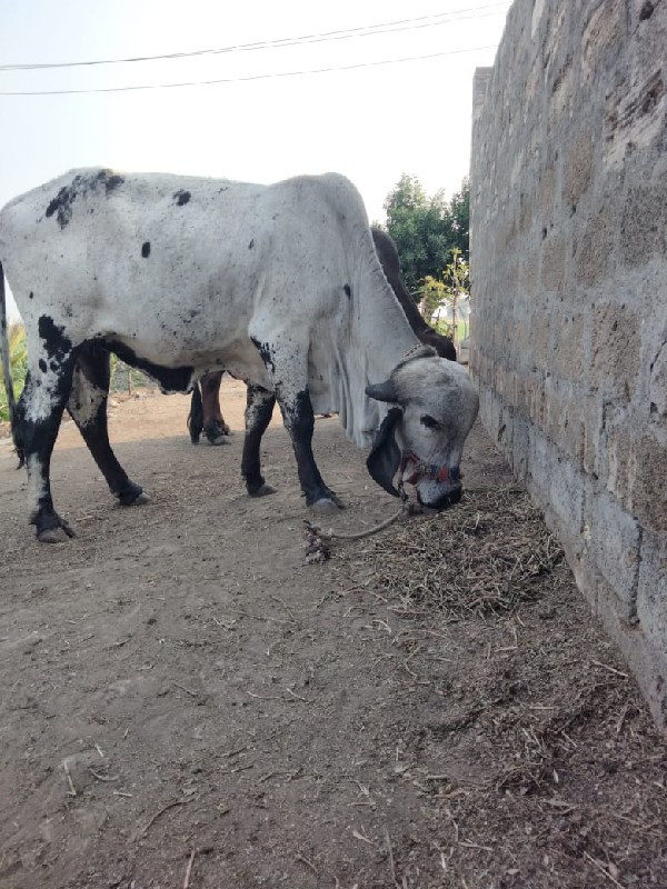 ગીર વાછડી 
વેચવ...