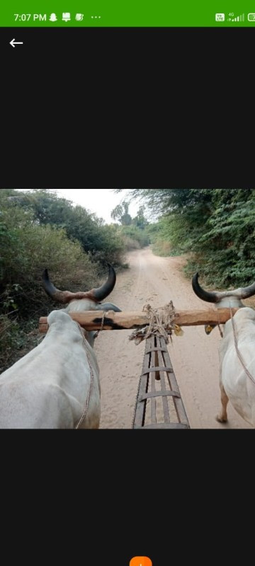 ગોઢલા