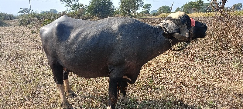 ભગરી ભેંસ વેચવા...