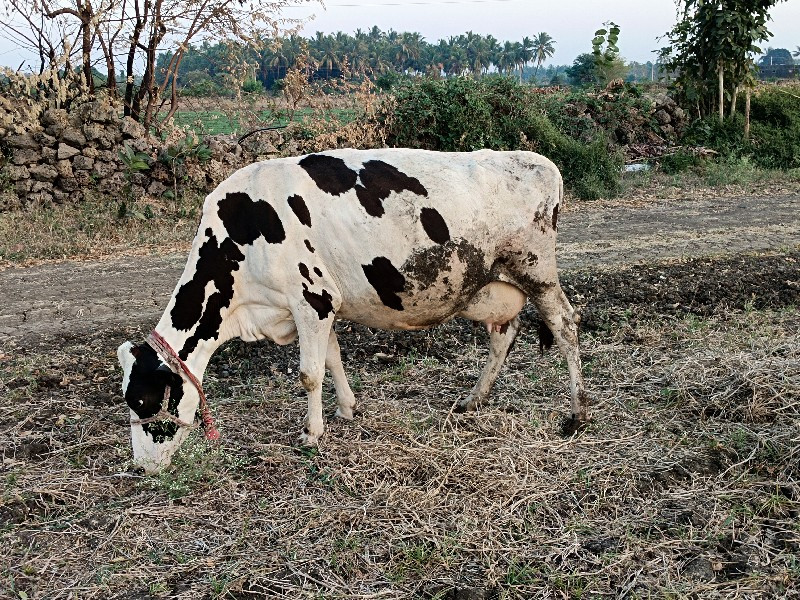 ગાય વેચવાની છે