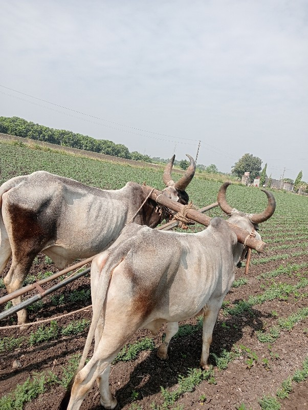 ગોઢલા વેચવાના છ...