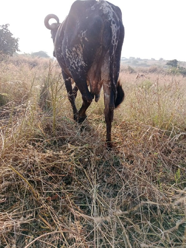 ગાય વેચવાની છે