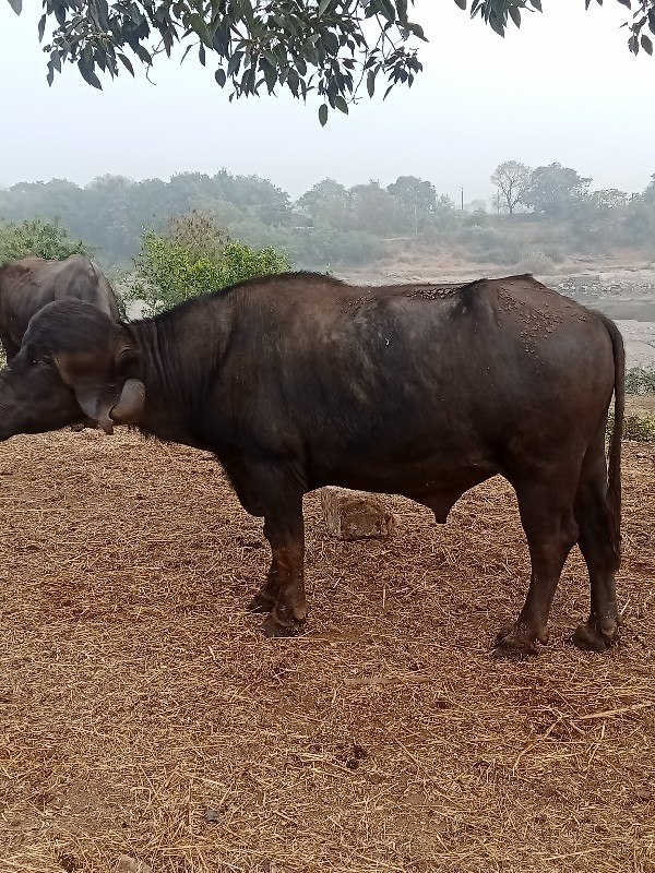 પાડોવેસવાનોછે