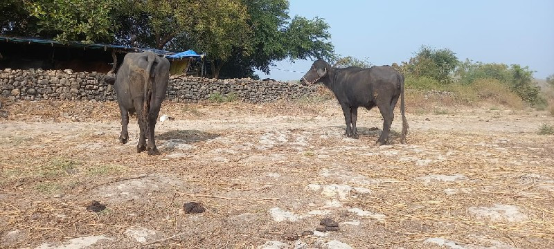 બે ખડેલા વહેચવા...