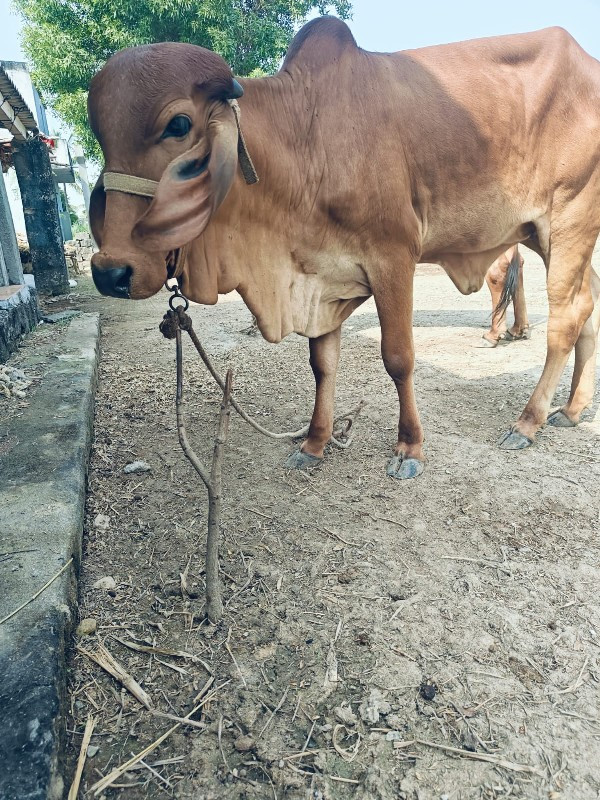 હોળકી વેચવાની છ...