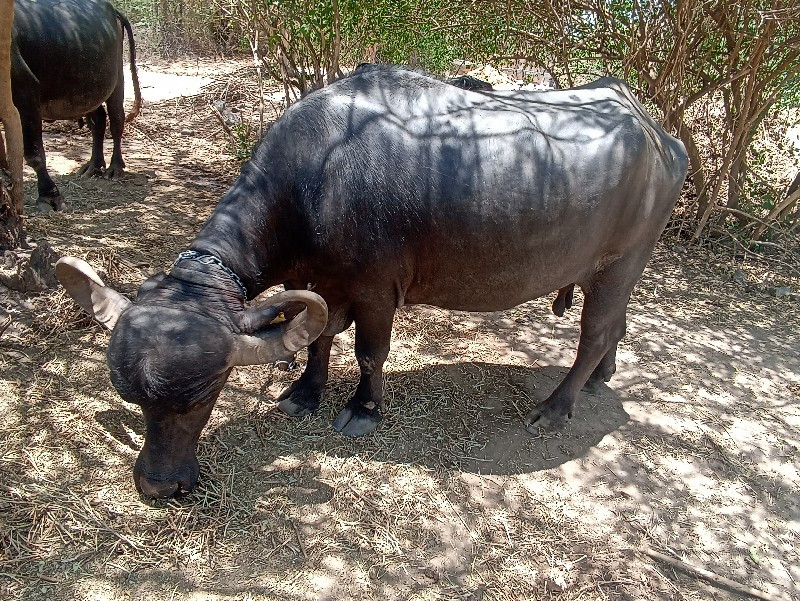 3 જુ વેતર