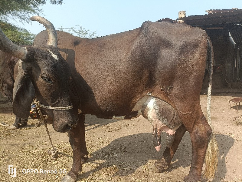 2 ગાઉવેસવાનીસે