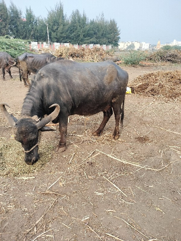 ભેંસ વેચવાની છે