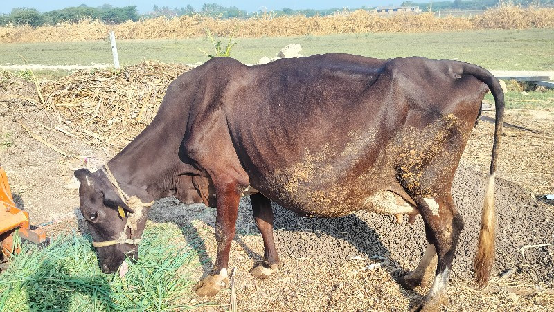 ગાય વેચવાની છે