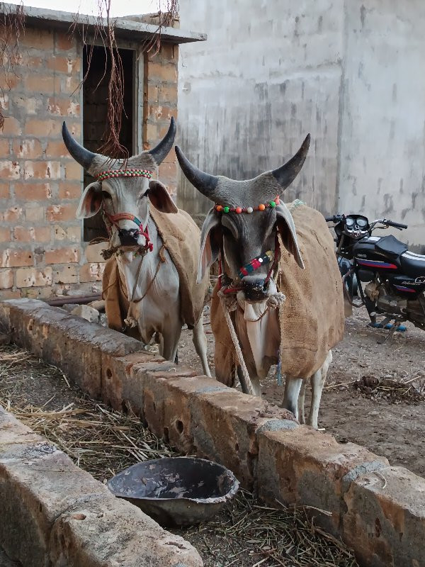 ગોઢલા વેચવાના છ...