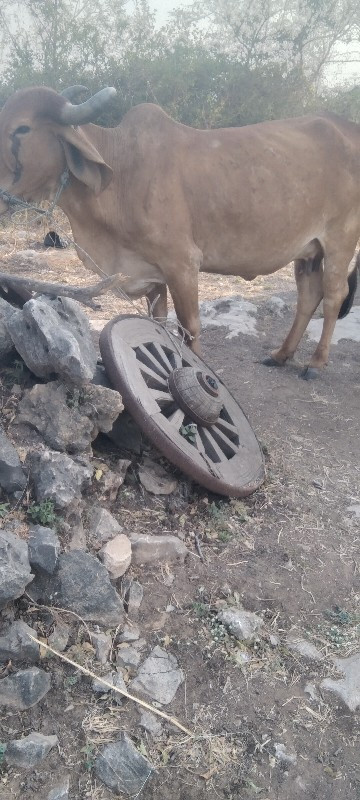 રાહુલ ભાઈ