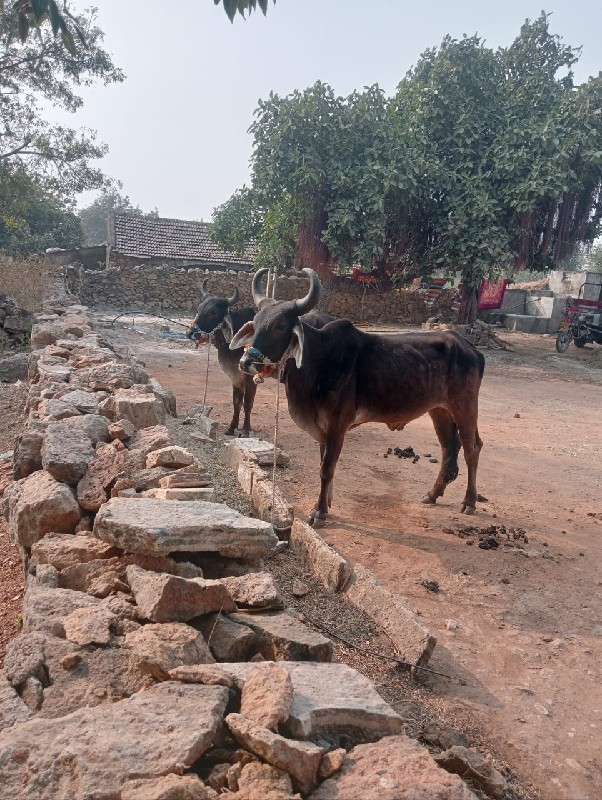 ગોઢલા વેસવાનાસે