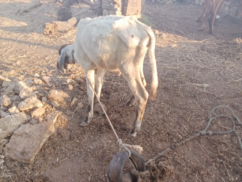 લીલડી વાસળી વેચ...