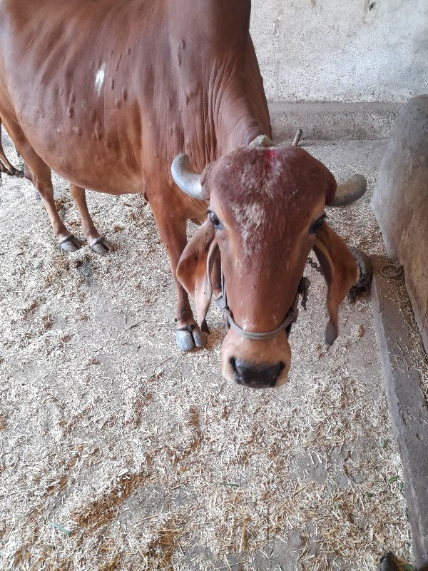 ગાય