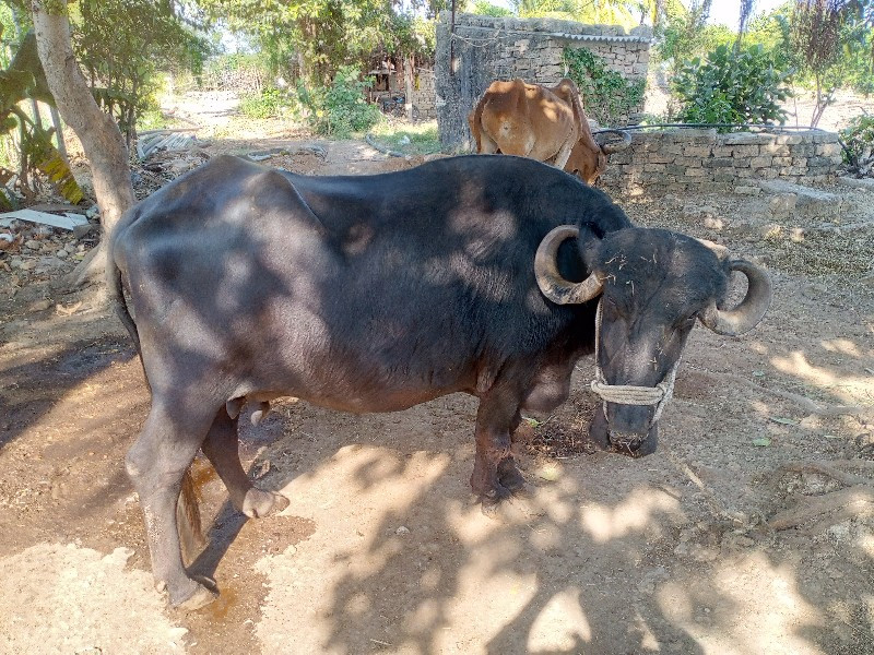 ભેંશ વેચવાની છે