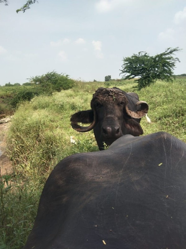 પેલું વેતર ખડેલ...