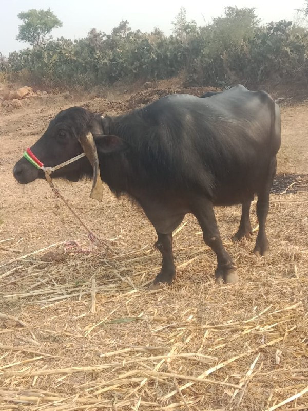 આ ભેંસ વેચવાની...