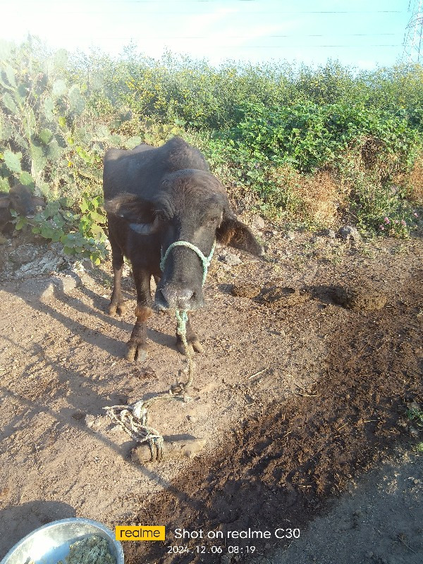 ગામ ધોરાજી