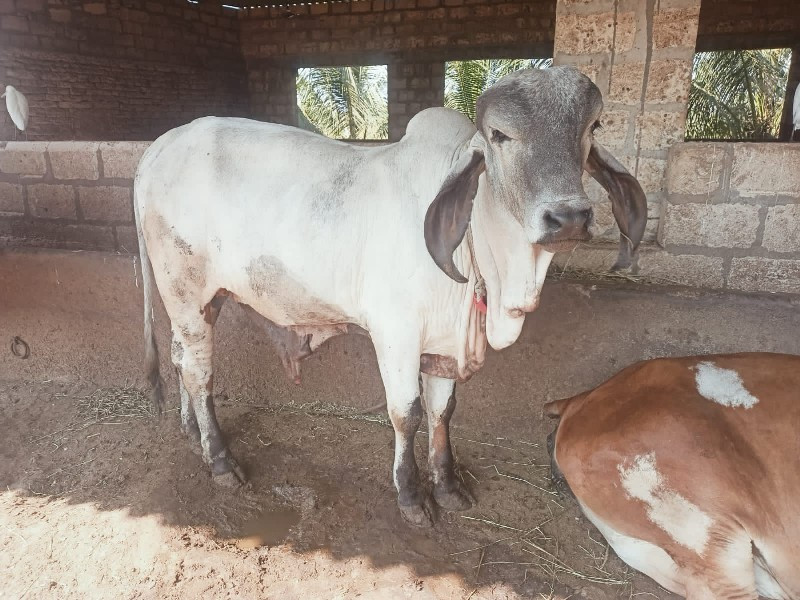 ધણખુટ દેવાનો છે