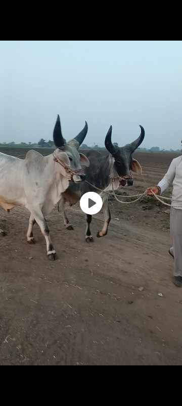 ગોઢલા વેશવાના છ...