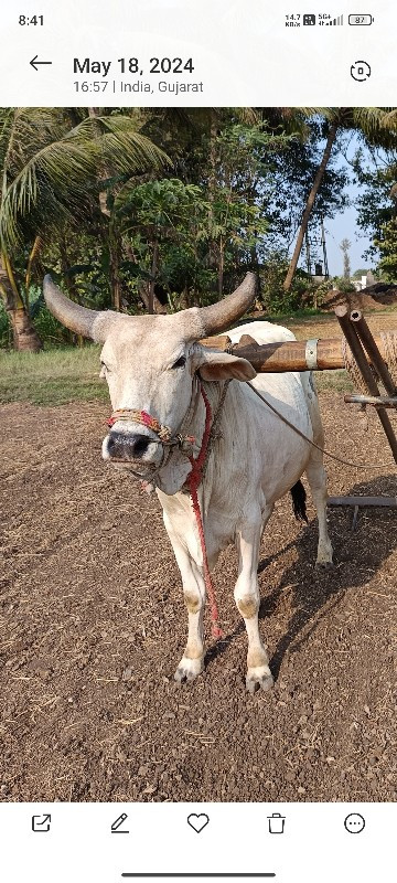 ખરીદવાનો