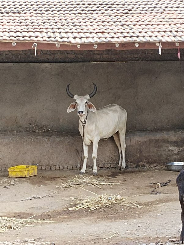 વઢીયારી