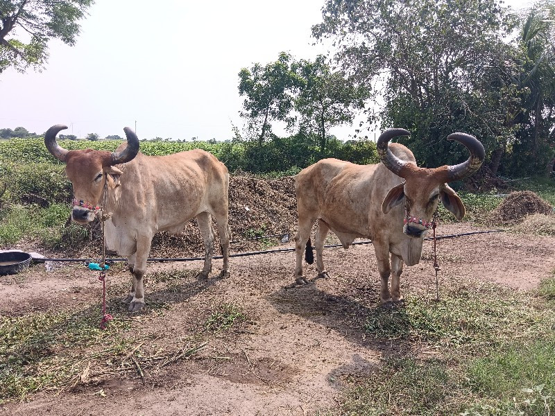 બળદ‌ વેચવાના‌ છ...