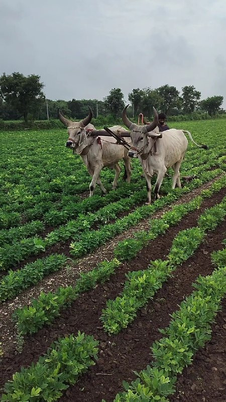 ગોઢલા