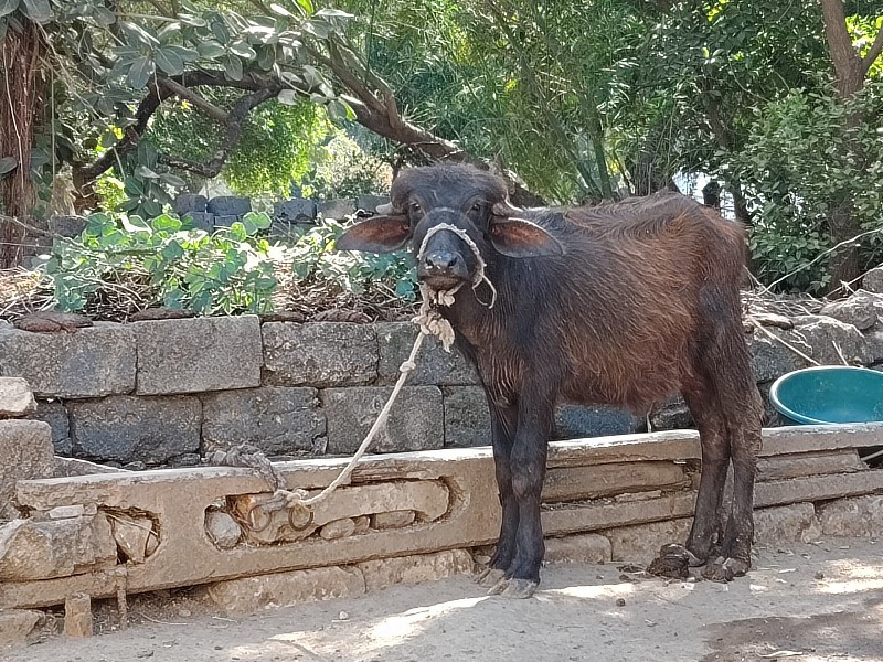 પાડી વેચવાની છે