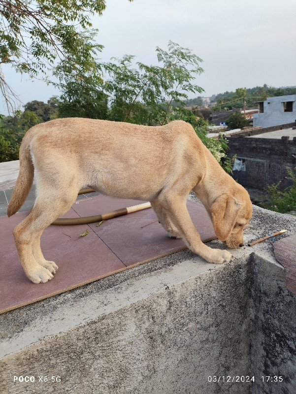 Labrador female