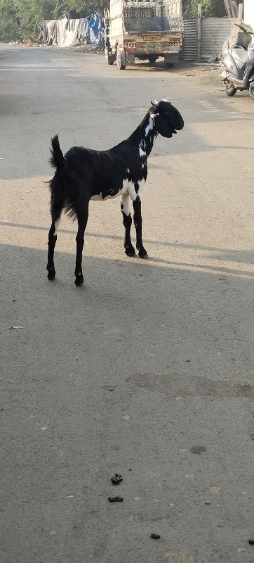 bakri 2 chhe pa...