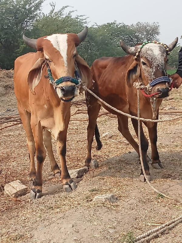 વિશ્વ કિમત વિસર...