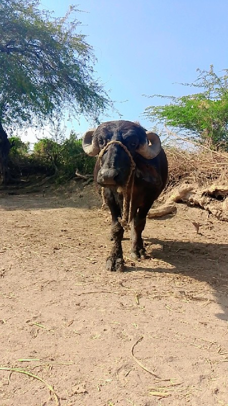 વેશવાની