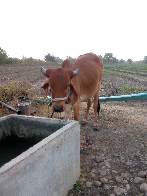 વાછડી વેચવાની છ...