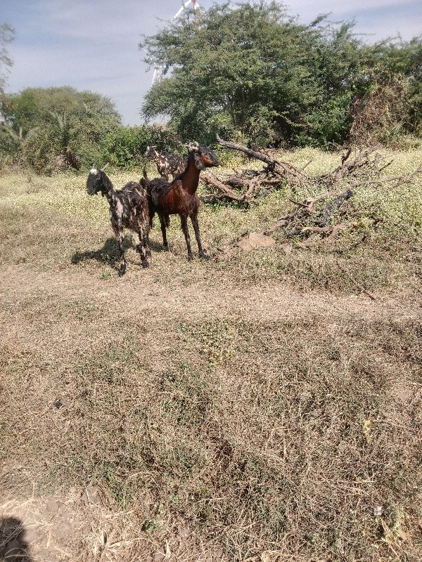 બકરા.વેચવાનાસે