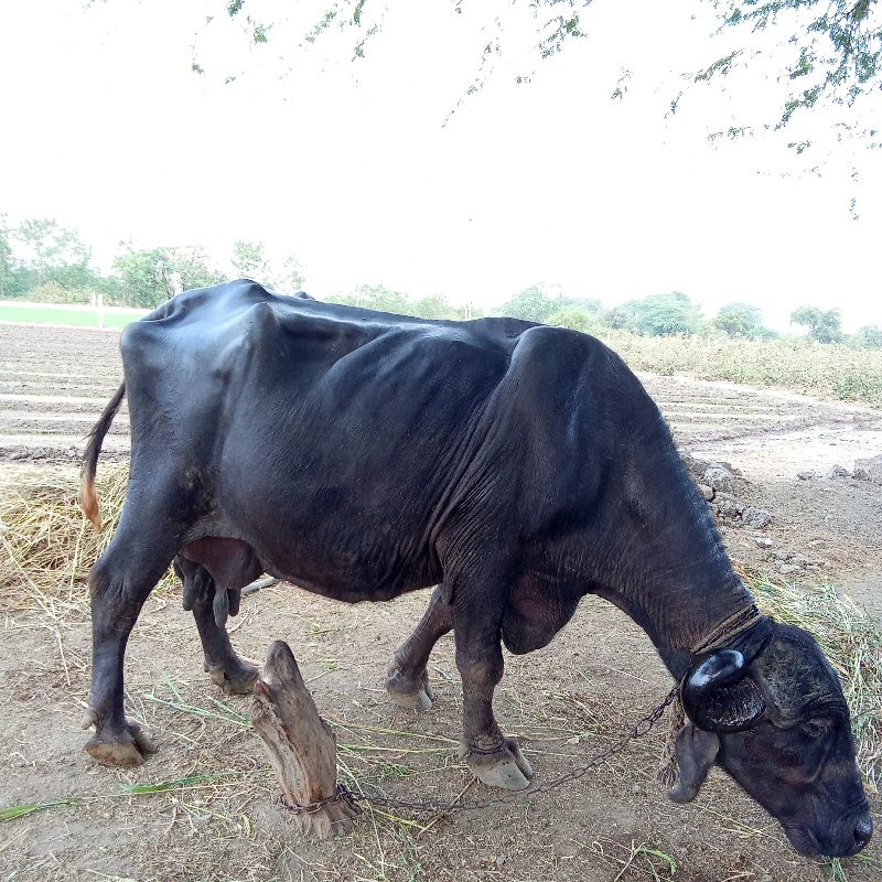 ભેસ