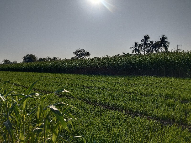 લીલી જવાર તિયરો...