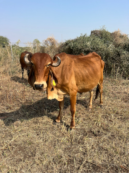 ગાય