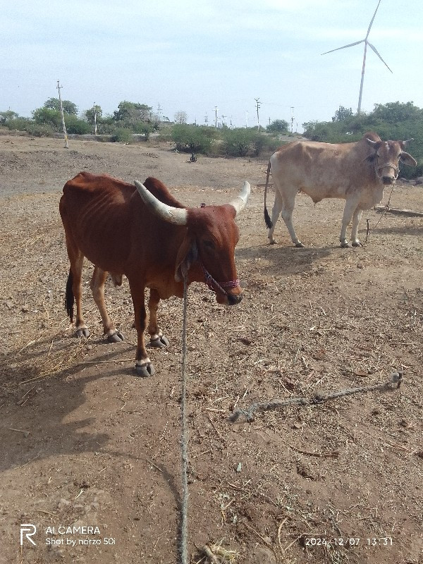 ગોઢલા