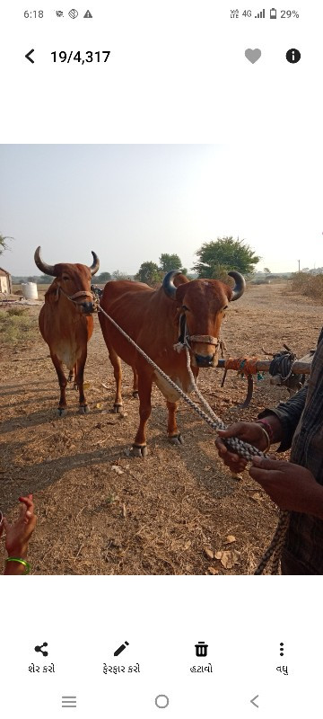 સાવ સોજા છે