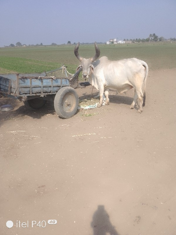 બળદવેશવાનોછે