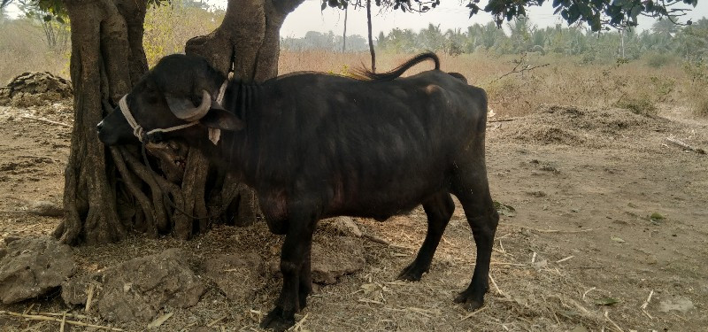 પાડી વેચવાની છે...