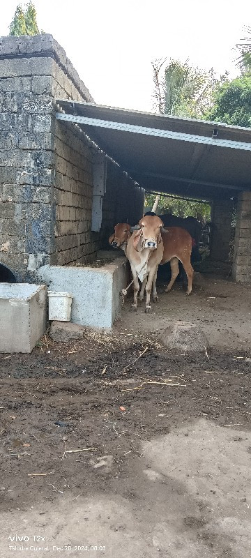 સોન કપિલા