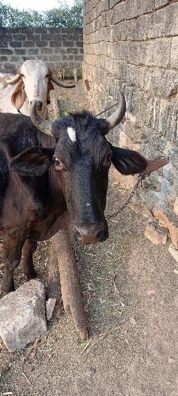 ગાય