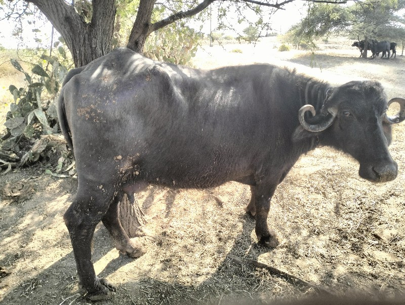 રાહુલ ગોરીયા