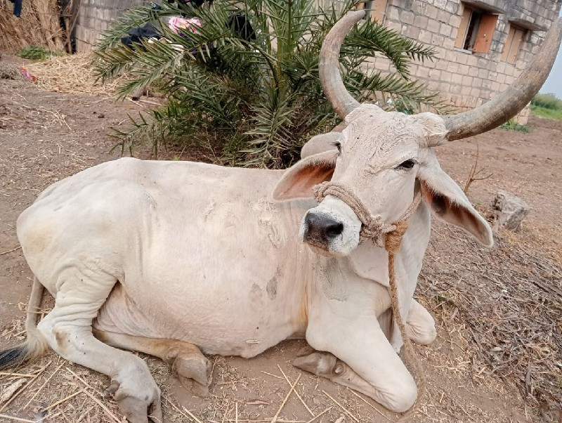 ગાય વેચવાની છે.