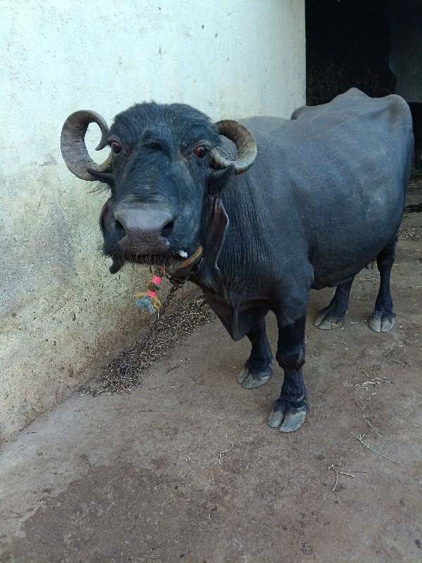 ભેંસ..વેશવાની.....