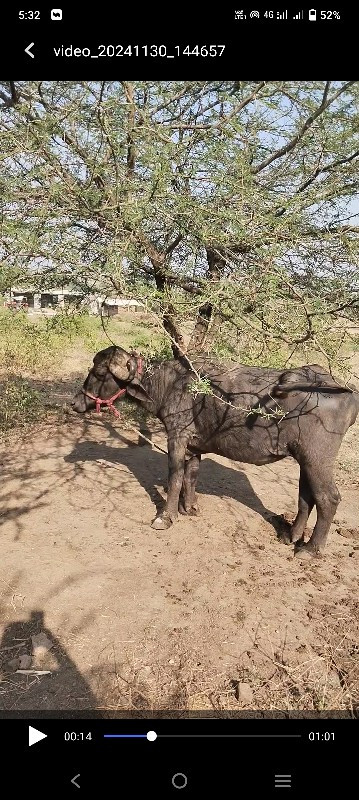 ખળેલી સામે હાટુ...