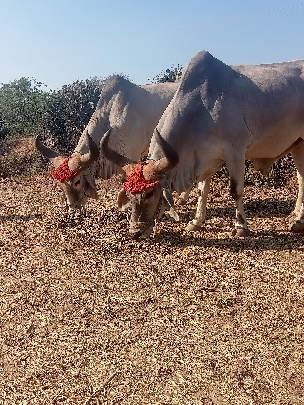 બળદ વેચવાના છે