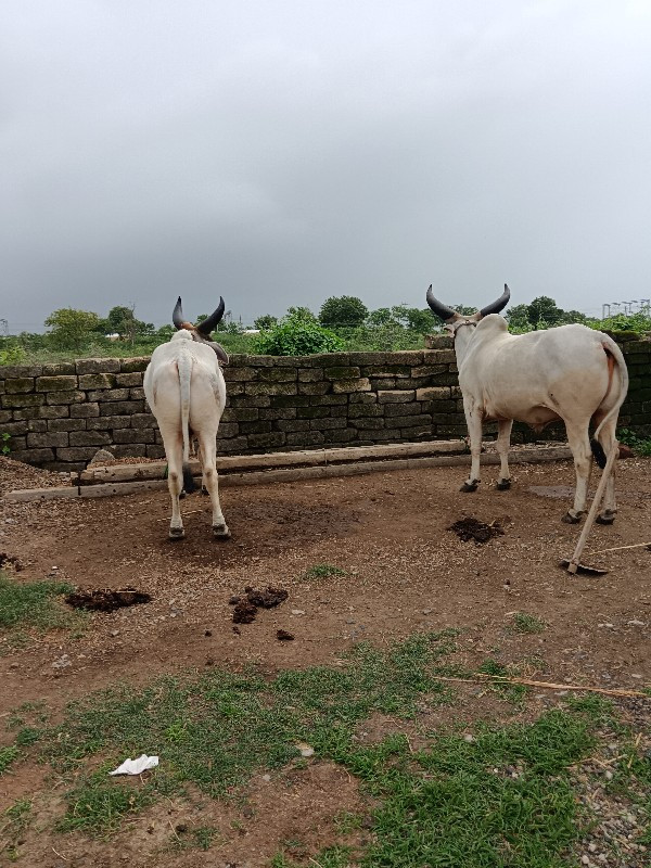 બળદ વેચવાના છે